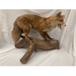 A TAXIDERMY RED FOX ON A BRANCH IN GOOD OVERALL CONDITION LENGTH APPROX 67CM, HEIGHT APPROX 49CM