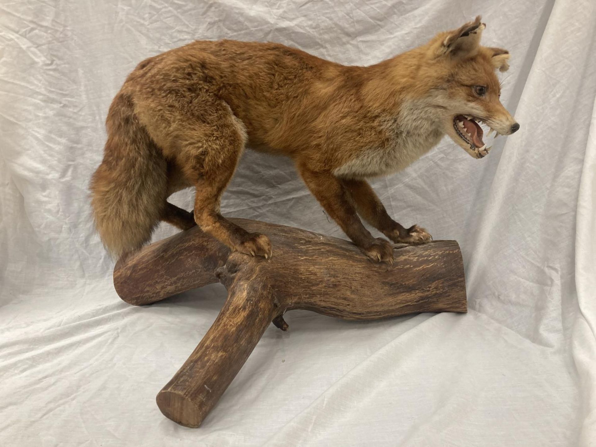 A TAXIDERMY RED FOX ON A BRANCH IN GOOD OVERALL CONDITION LENGTH APPROX 67CM, HEIGHT APPROX 49CM