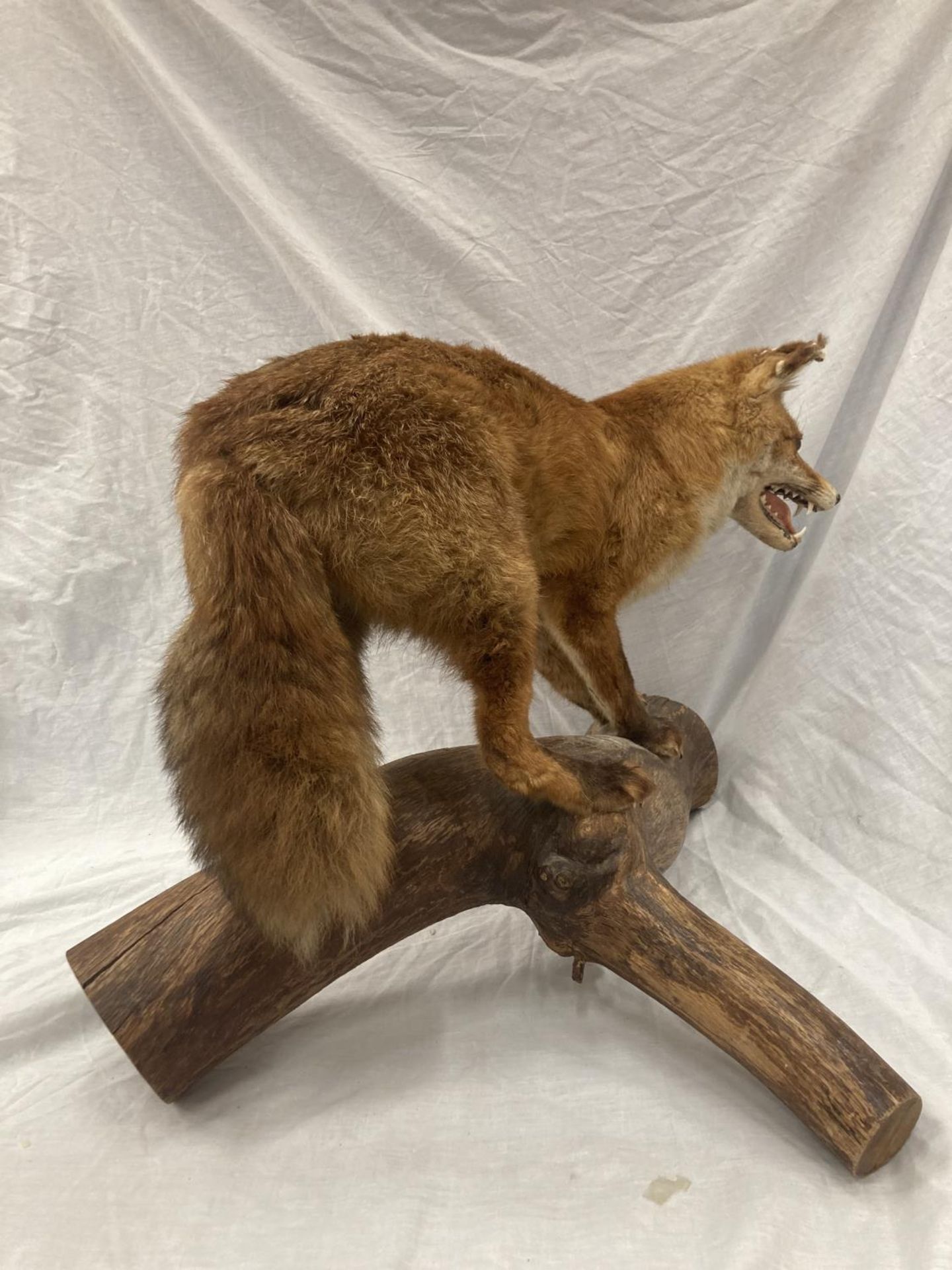 A TAXIDERMY RED FOX ON A BRANCH IN GOOD OVERALL CONDITION LENGTH APPROX 67CM, HEIGHT APPROX 49CM - Image 7 of 8