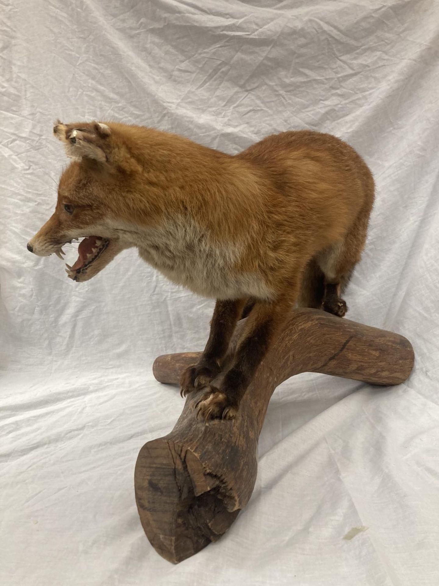 A TAXIDERMY RED FOX ON A BRANCH IN GOOD OVERALL CONDITION LENGTH APPROX 67CM, HEIGHT APPROX 49CM - Image 4 of 8