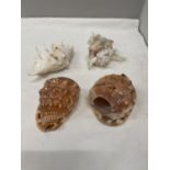 FOUR LARGE DECORATIVE SEASHELLS