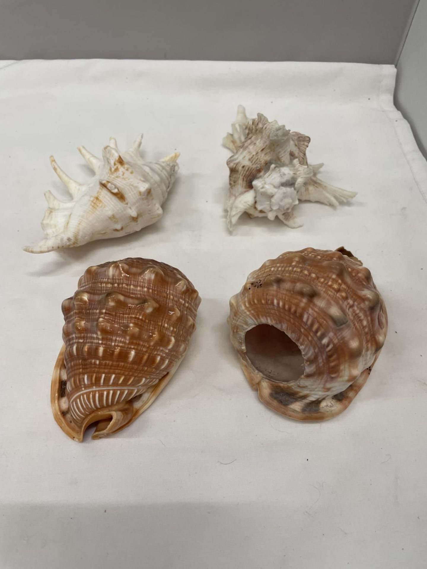 FOUR LARGE DECORATIVE SEASHELLS