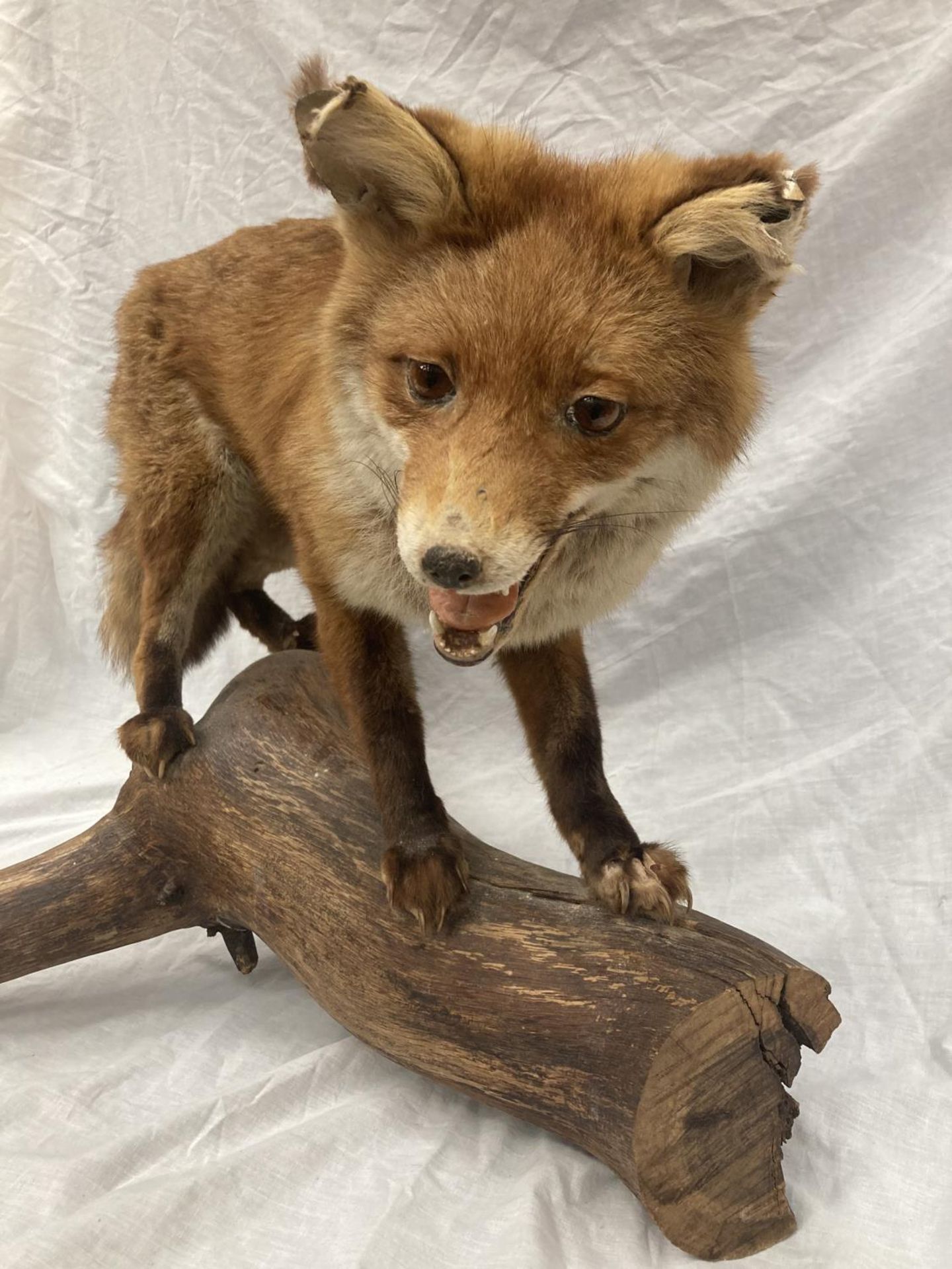 A TAXIDERMY RED FOX ON A BRANCH IN GOOD OVERALL CONDITION LENGTH APPROX 67CM, HEIGHT APPROX 49CM - Image 3 of 8