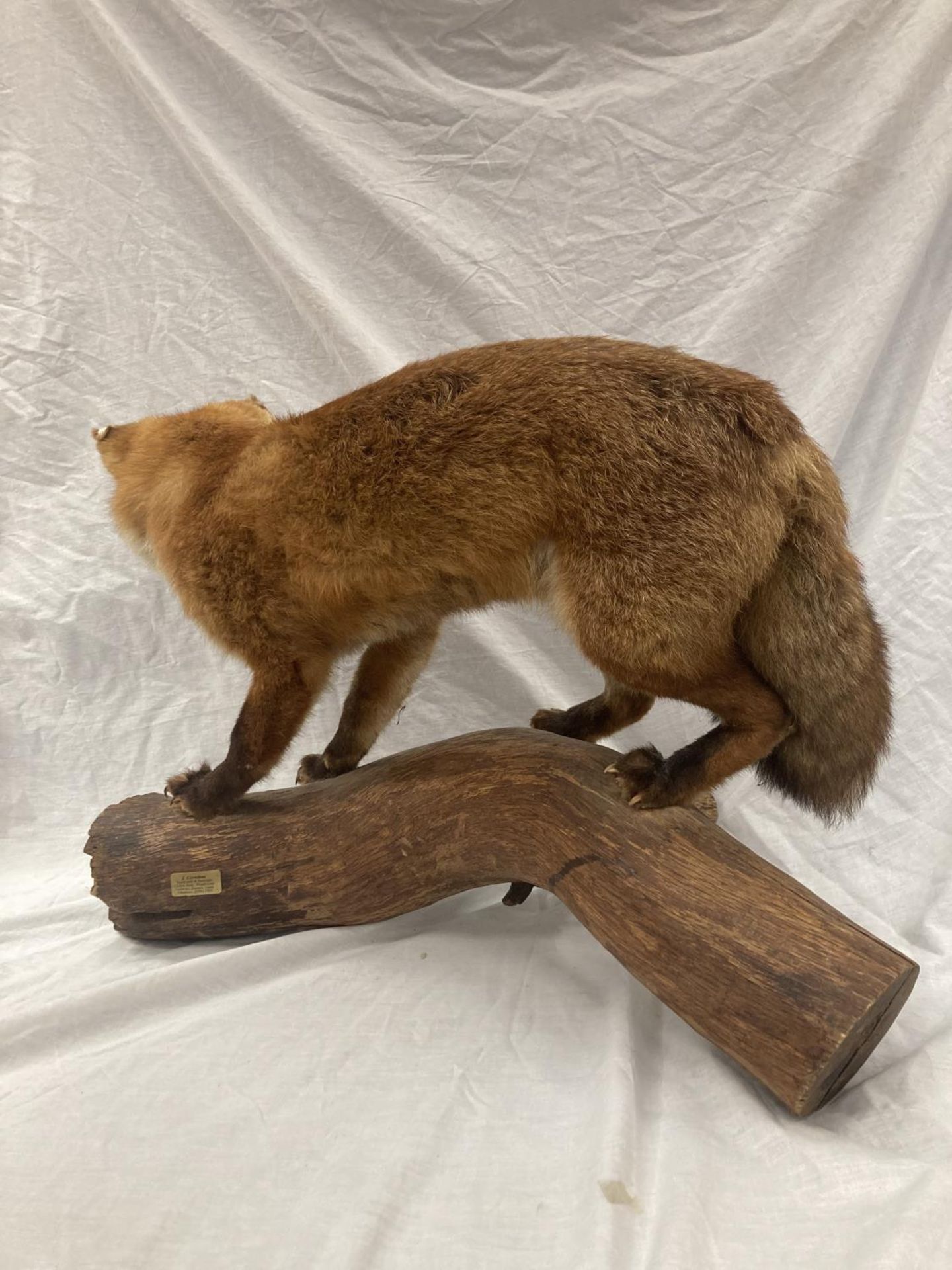 A TAXIDERMY RED FOX ON A BRANCH IN GOOD OVERALL CONDITION LENGTH APPROX 67CM, HEIGHT APPROX 49CM - Image 6 of 8