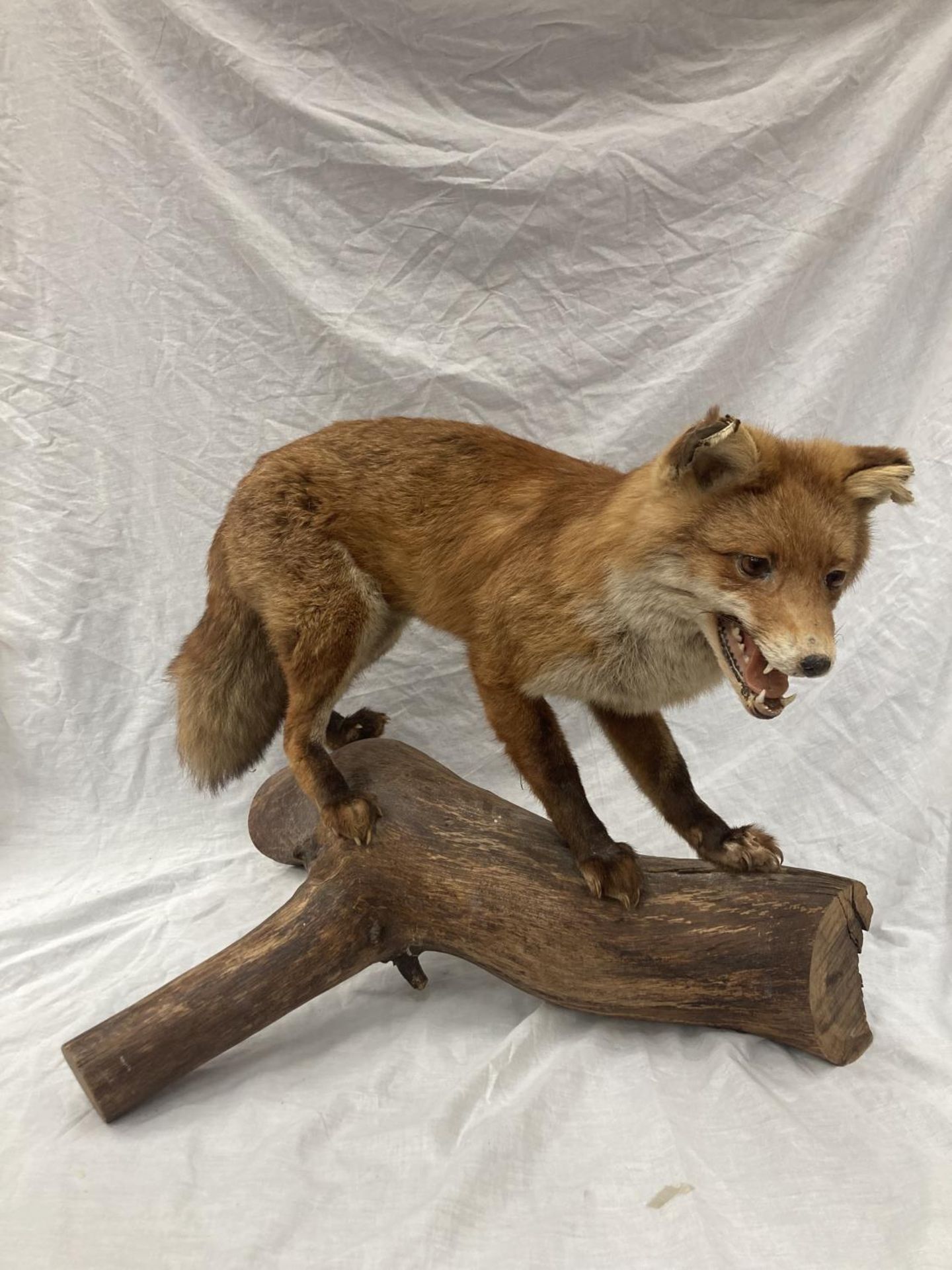 A TAXIDERMY RED FOX ON A BRANCH IN GOOD OVERALL CONDITION LENGTH APPROX 67CM, HEIGHT APPROX 49CM - Image 2 of 8
