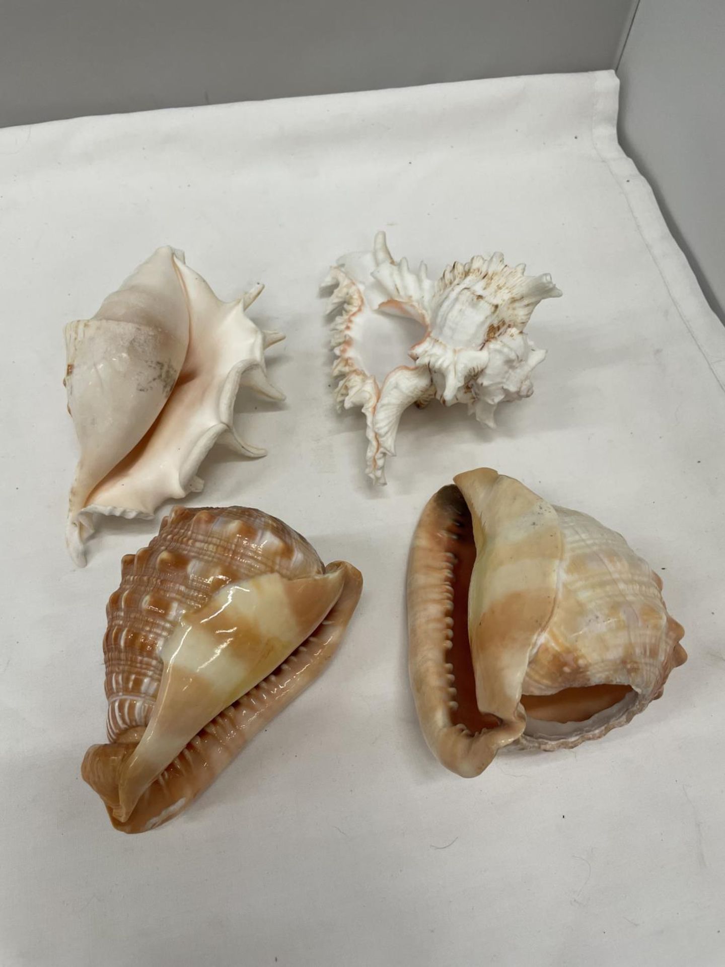 FOUR LARGE DECORATIVE SEASHELLS - Image 3 of 3