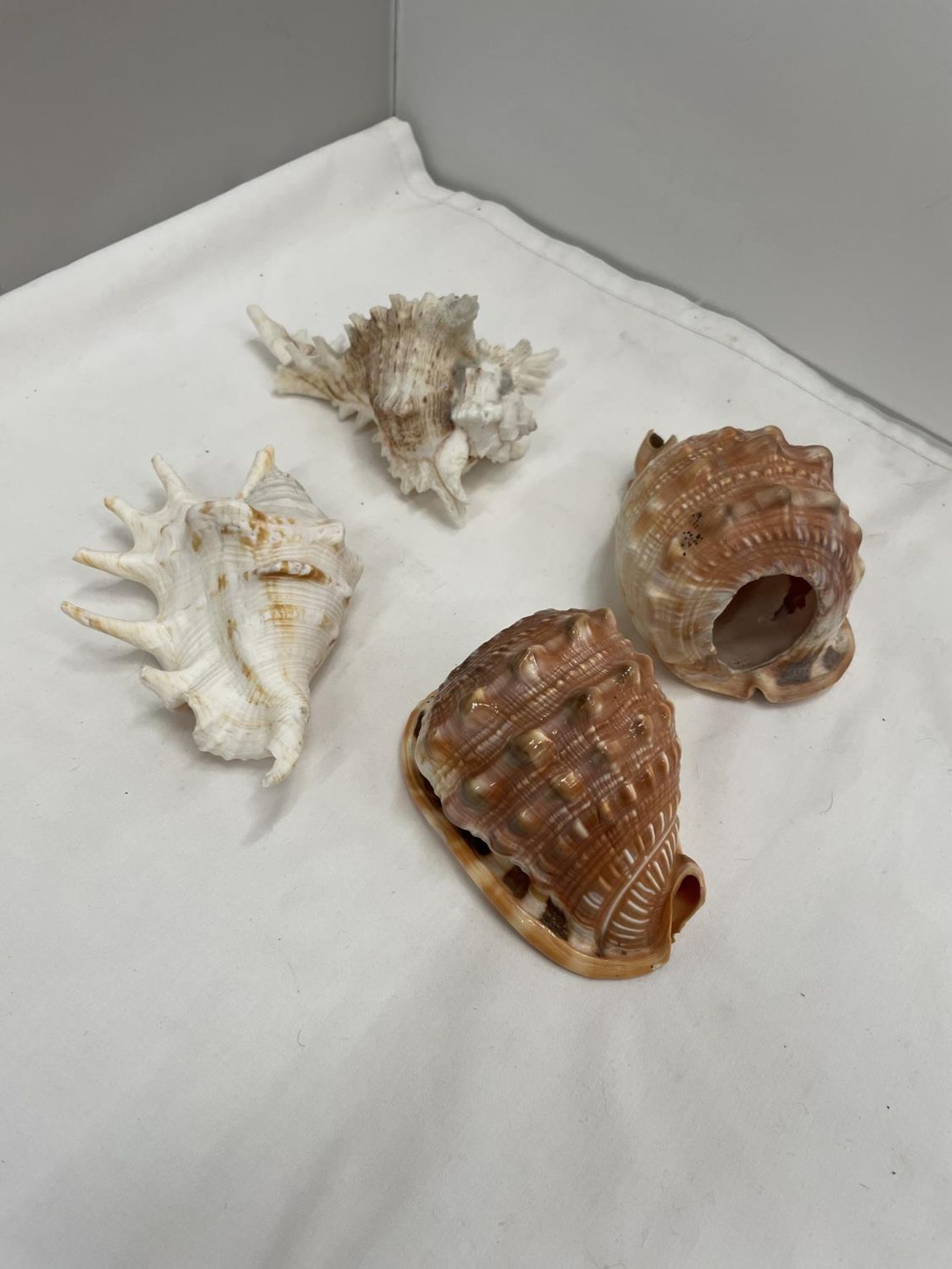 FOUR LARGE DECORATIVE SEASHELLS - Image 2 of 3