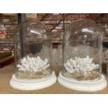 TWO GLASS DOMES CONTAINING CORAL HEIGHT APPROX 25CM