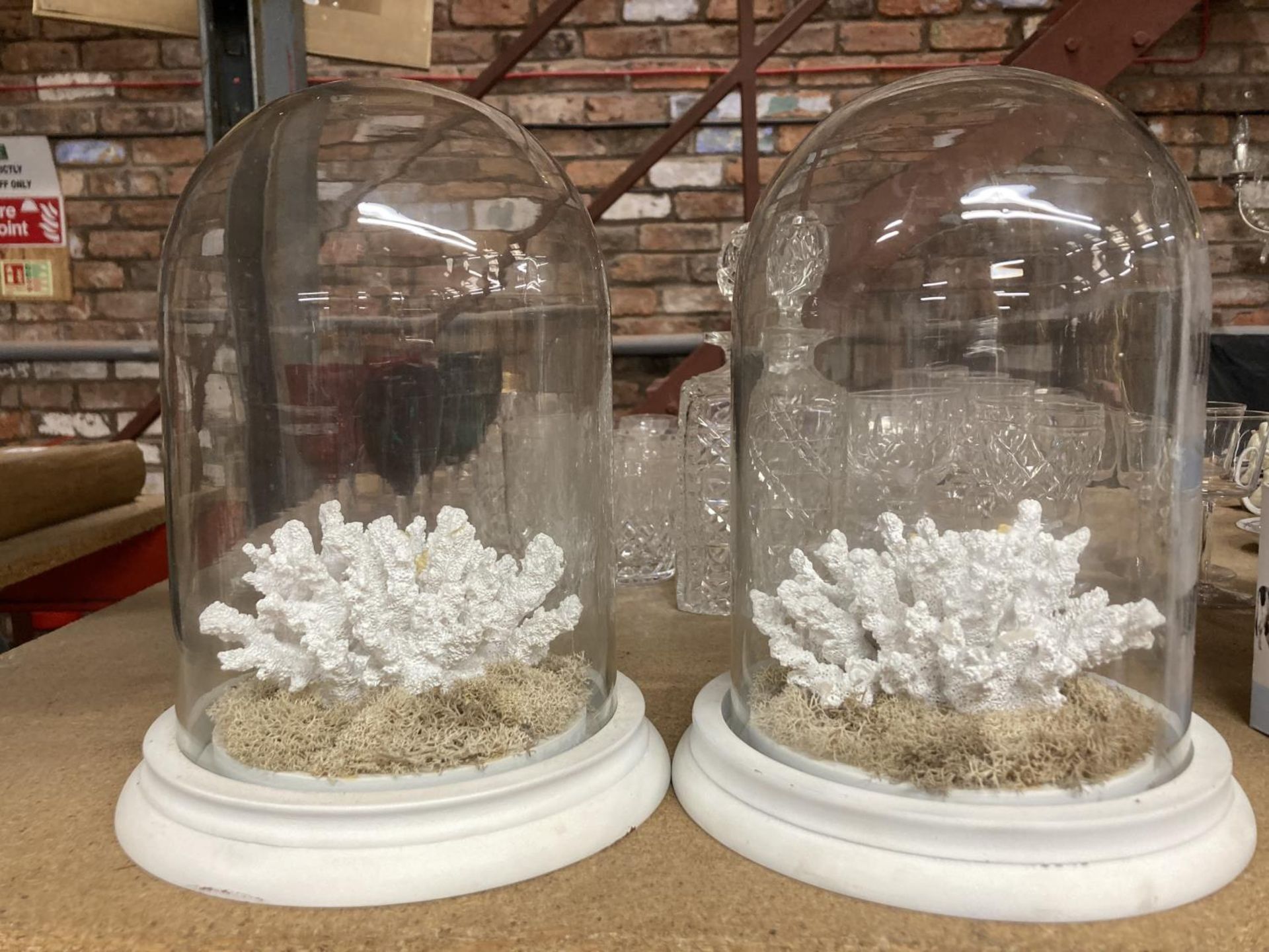 TWO GLASS DOMES CONTAINING CORAL HEIGHT APPROX 25CM