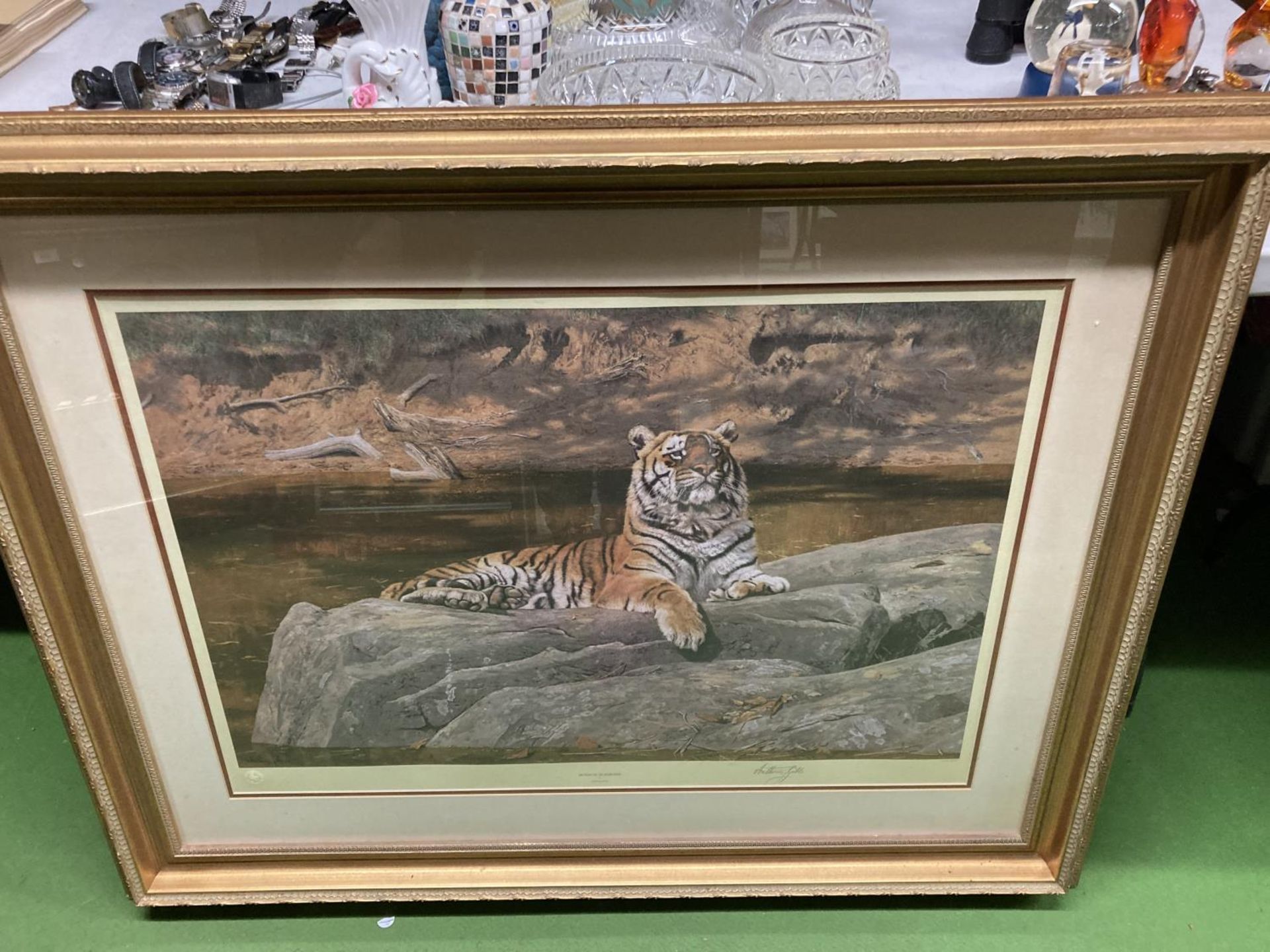 A LARGE GILT FRAMED PRINT OF A TIGER 'QUIZZICLE QUADRUPED' SIGNED ANTHONY GIBBS 107CM X 85CM