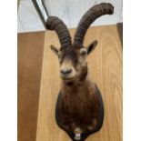 A TAXIDERMY IBEX HEAD ON A WOODEN WALL PLINTH