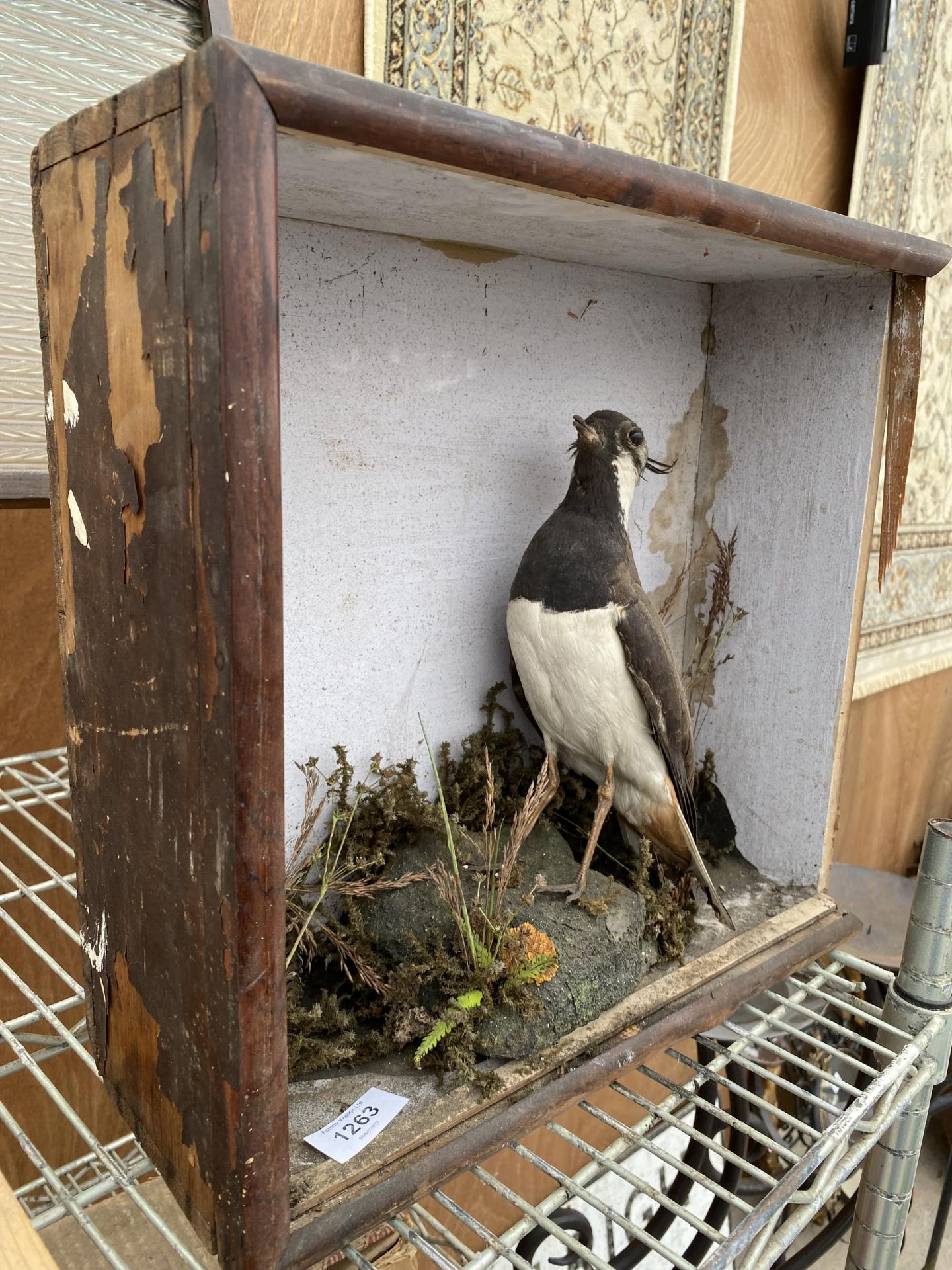 A WOODEN CASED TAXIDERMY LAPWING - Image 4 of 5