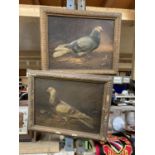 A PAIR OF FRAMED 3D IMAGES OF PIGEONS
