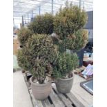 TWO LARGE PLANTED CONIFERS IN CONCRETE POTS