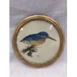 A J BELL PASTEL ON BOARD OF A KINGFISHER SIGNED IN A CIRCULAR GILT FRAME 31CM DIAMETER