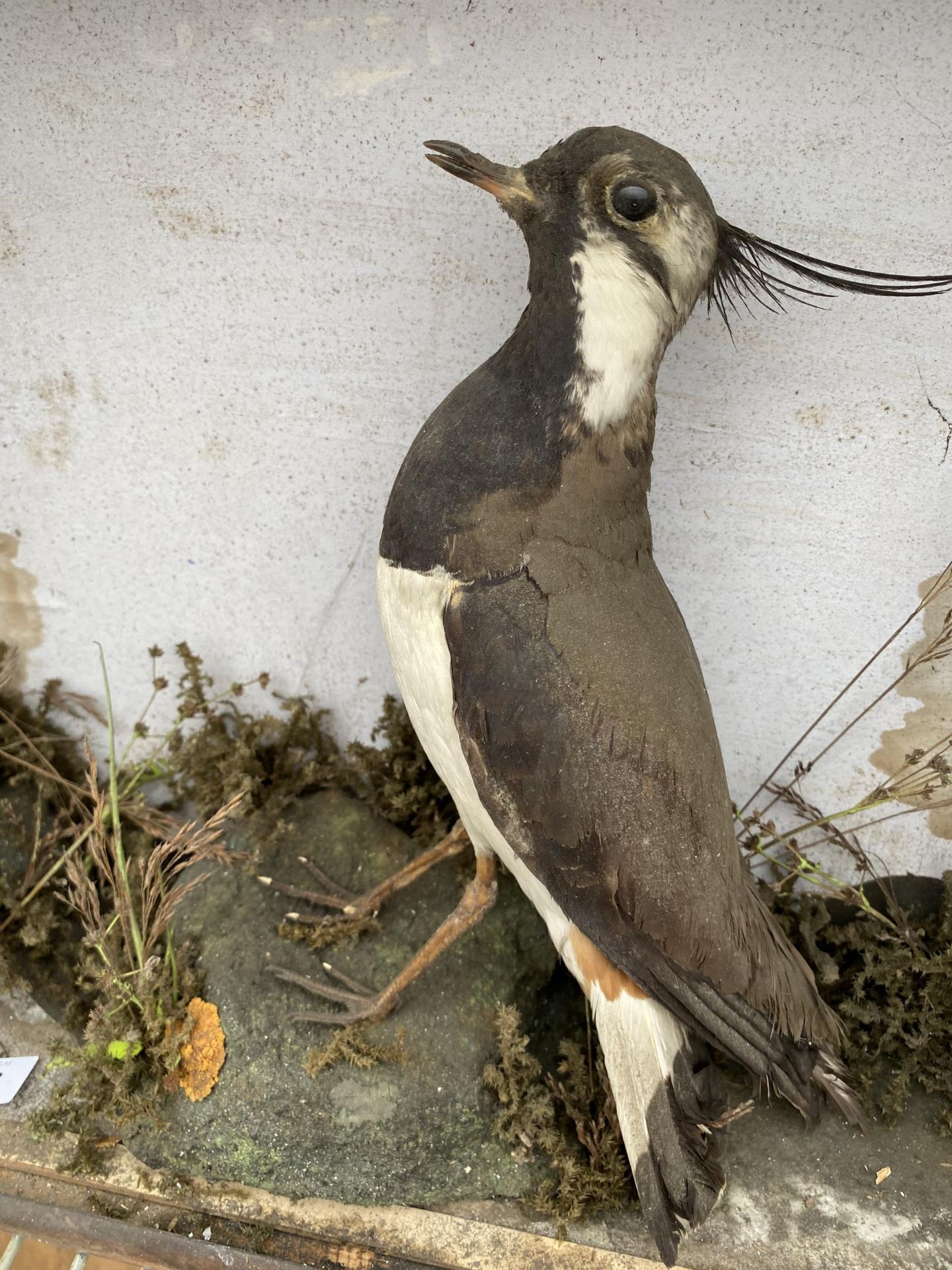 A WOODEN CASED TAXIDERMY LAPWING - Image 2 of 5