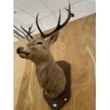 A TAXIDERMY DEER HEAD ON A WOODEN WALL MOUNTING PLINTH