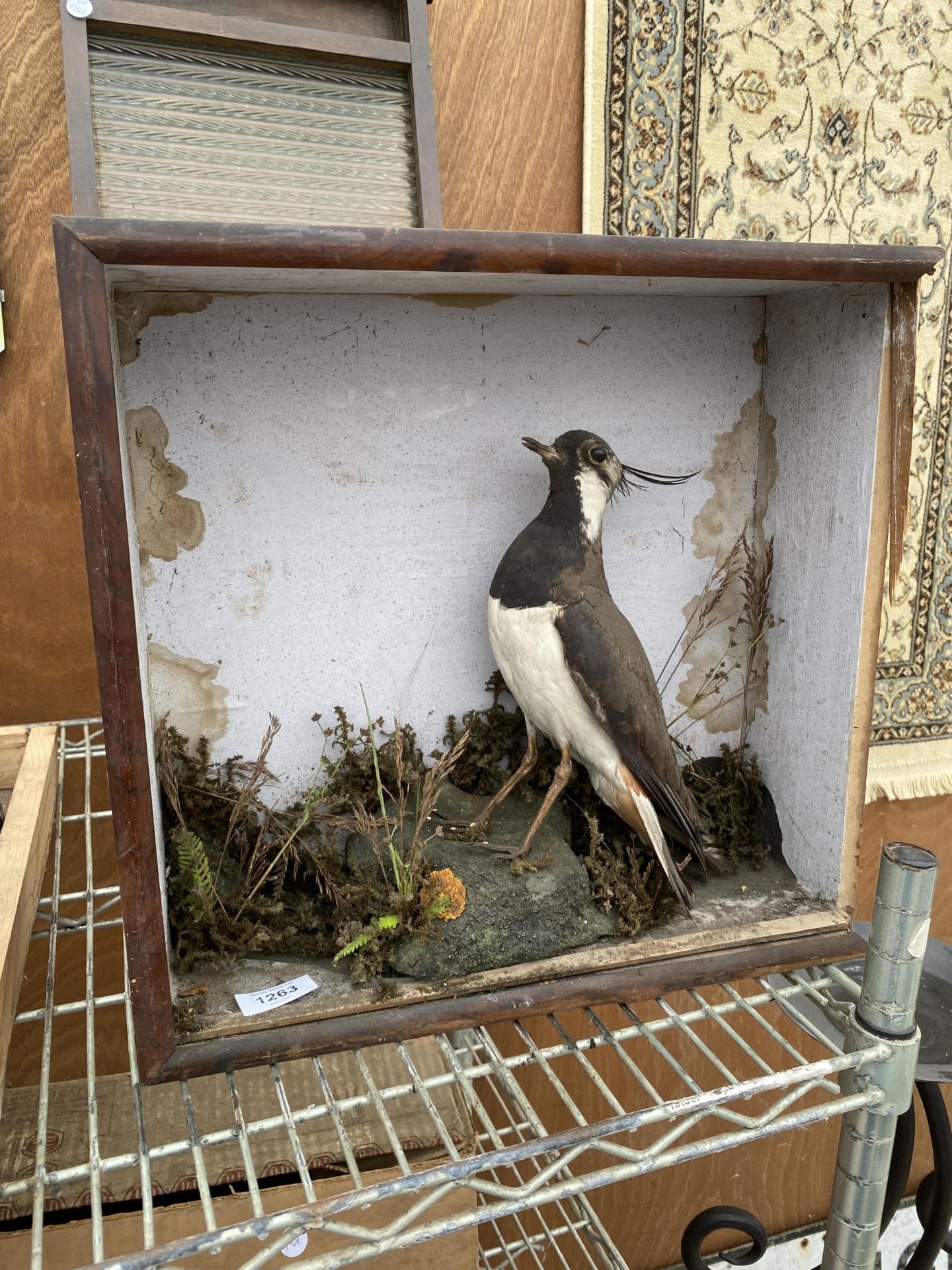 A WOODEN CASED TAXIDERMY LAPWING