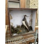 A WOODEN CASED TAXIDERMY LAPWING
