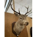 A TAXIDERMY DEER HEAD ON A WOODEN WALL MOUNTING PLINTH