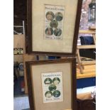 A PAIR OF FRAMED PRINTS WITH VINTAGE ROYAL ASCOT JOCKEY'S FAVOURITE SILKS