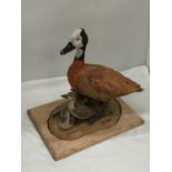 A DAVID TOMLINSON CERAMIC WHITE FACED DUCK WITH DUCKLINGS, SIGNED TO THE BASE, HEIGHT APPROX 31CM,