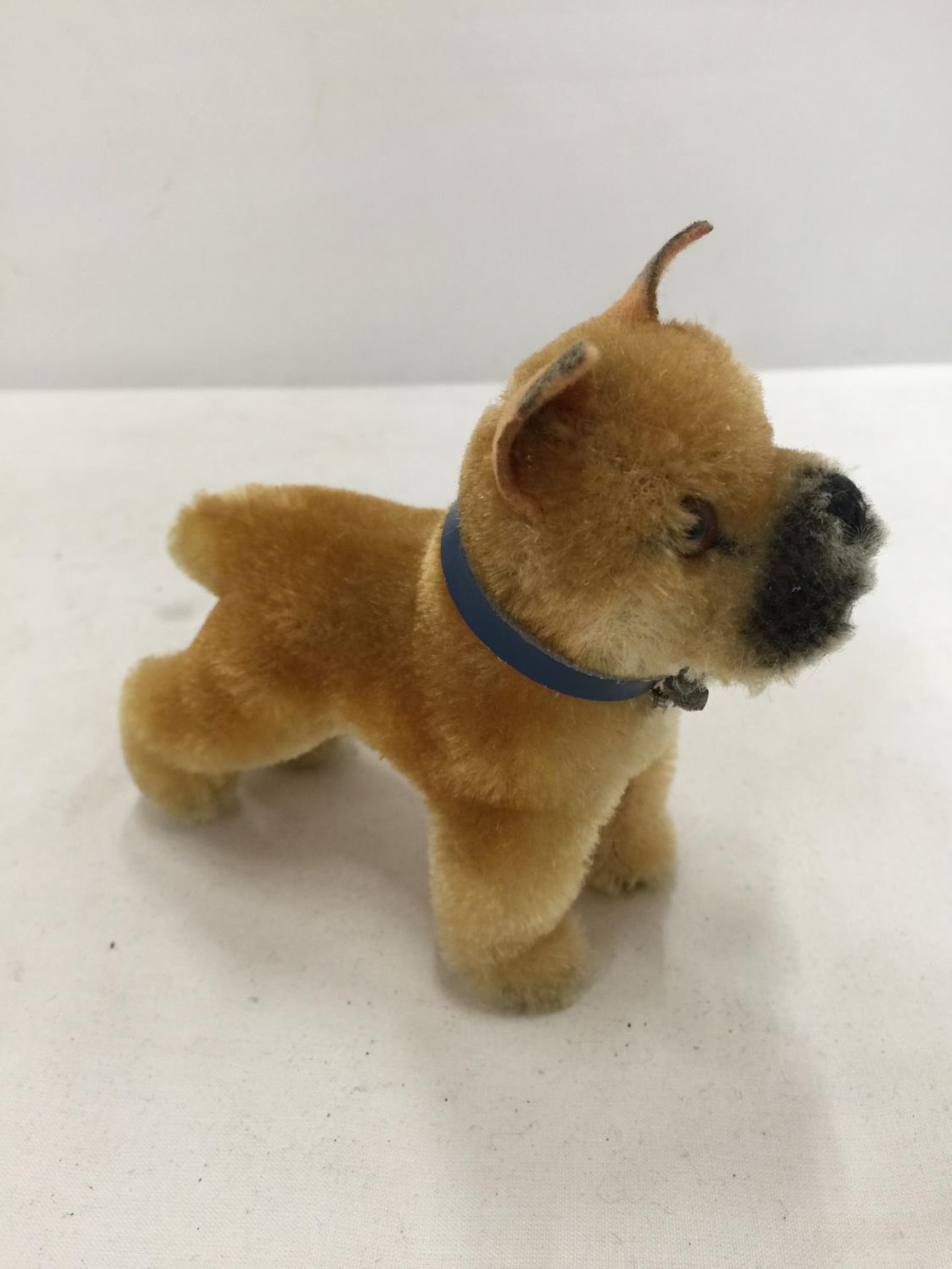 A BELEIVED TO BE STEIFF BULLDOG HEIGHT 11CM - NO BUTTON IN EAR - Image 3 of 4
