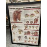 A FRAMED ANATOMICAL CHART - ANATOMY AND INJURIES OF THE SHOULDER 73.5CM X 53.5CM