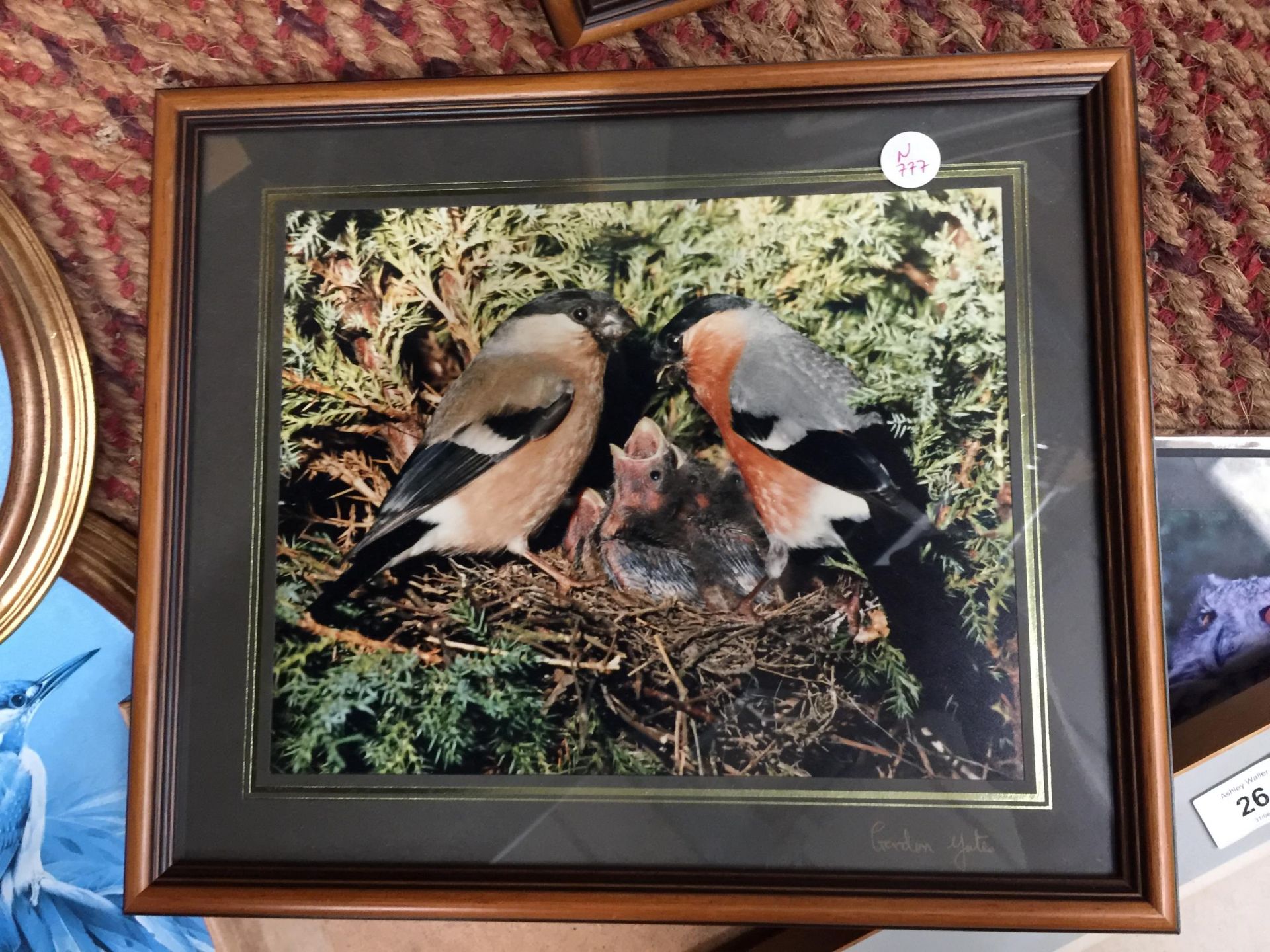 A QUANTITY OF FRAMED PRINTS OF BIRDS TO INCLUDE OWLS, KINGFISHER, TITS, ETC - Image 5 of 5