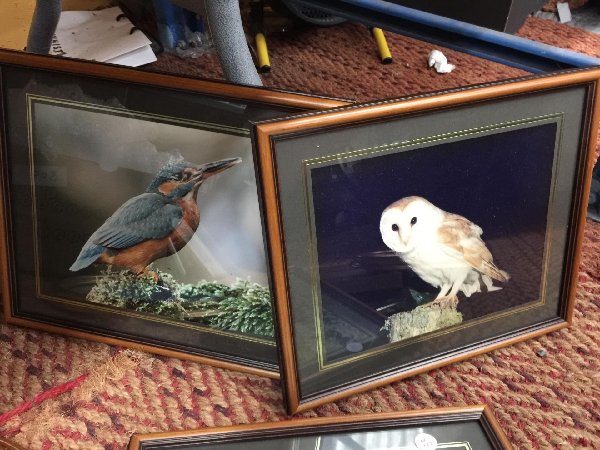 A QUANTITY OF FRAMED PRINTS OF BIRDS TO INCLUDE OWLS, KINGFISHER, TITS, ETC - Image 4 of 5