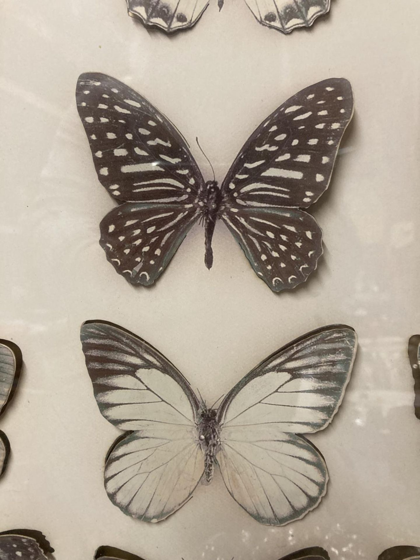 A WALL MOUNTED CASE CONTAINING 3-D CARDBOARD BUTTERFLIES - Image 2 of 4