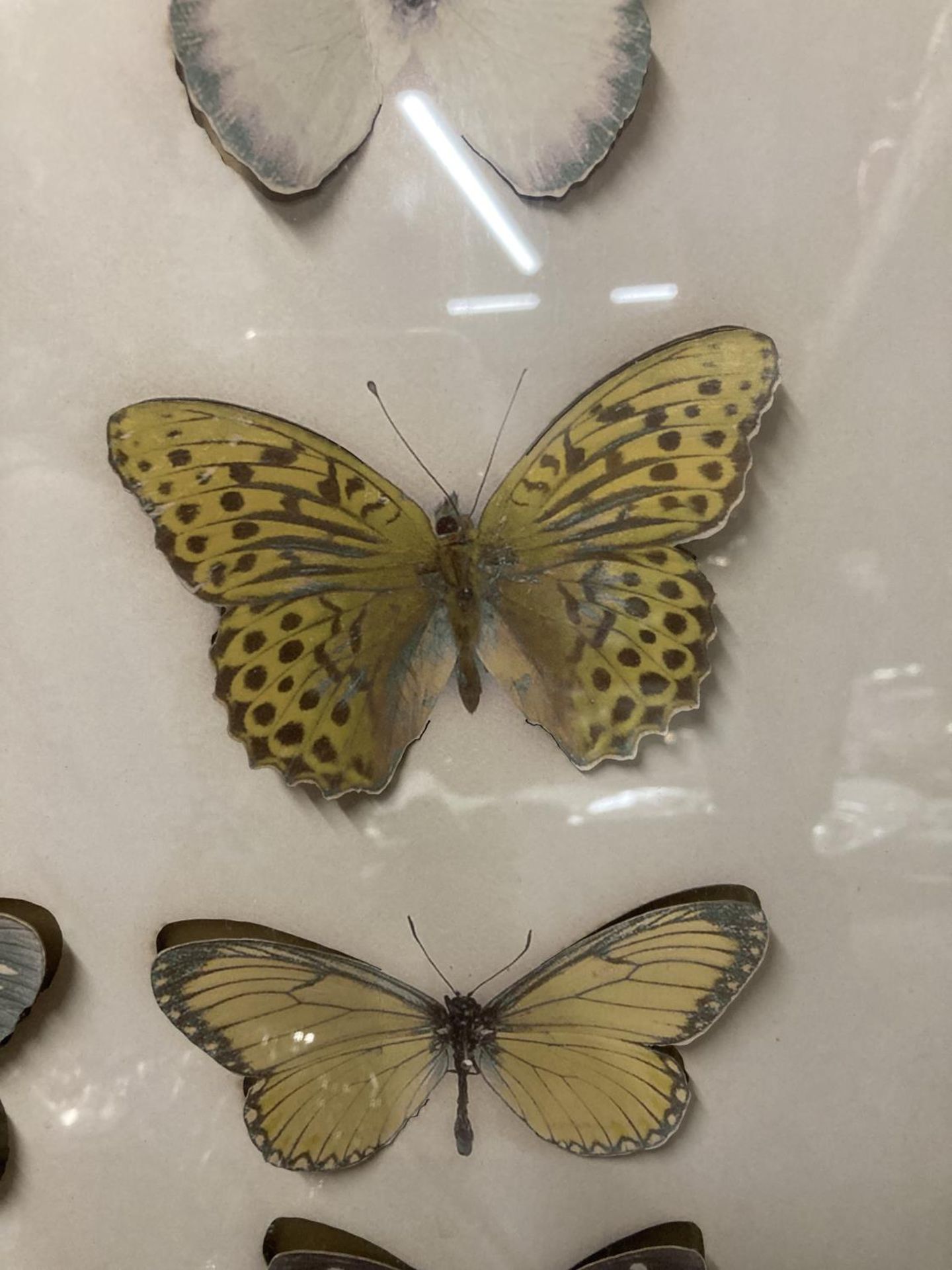A WALL MOUNTED CASE CONTAINING 3-D CARDBOARD BUTTERFLIES - Image 4 of 4