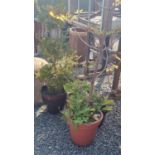 4 ASSORTED POTTED PLANTS