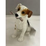 A ROYAL DOULTON JACK RUSSELL WITH BONE FIGURE HN 1159