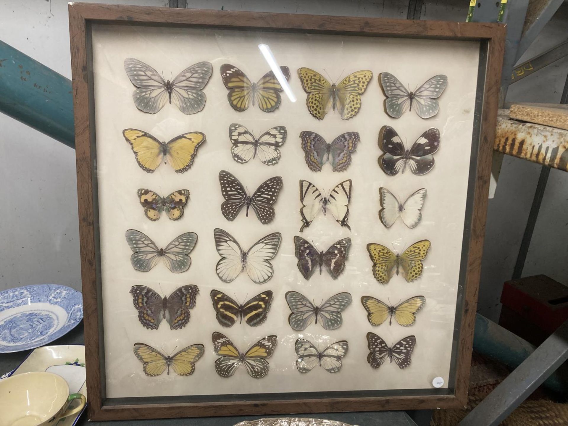 A WALL MOUNTED CASE CONTAINING 3-D CARDBOARD BUTTERFLIES