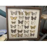 A WALL MOUNTED CASE CONTAINING 3-D CARDBOARD BUTTERFLIES