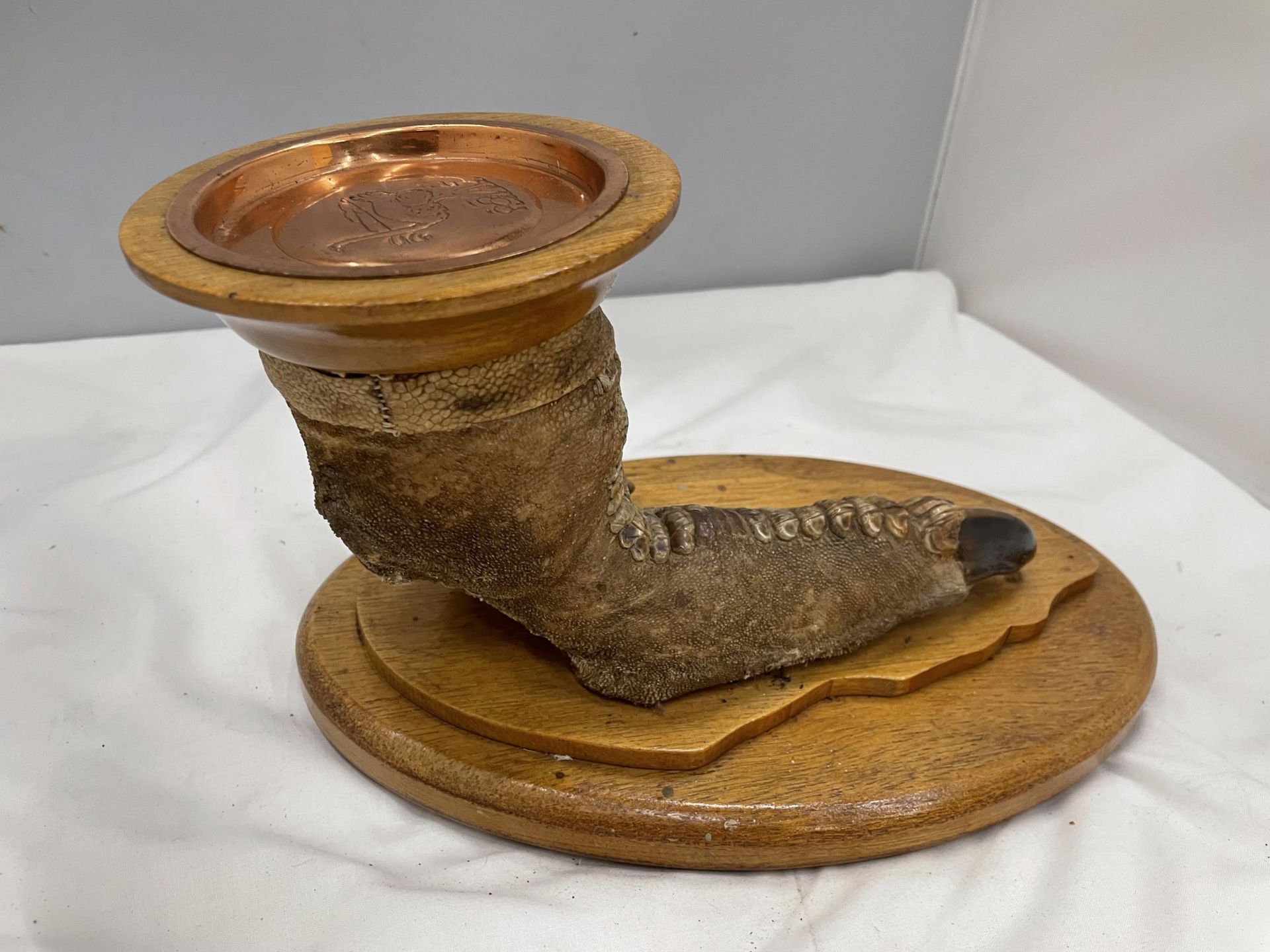 A TAXIDERMY OSTRICH FOOT ON AN OAK BASE MOUNTED WITH AN OAK PLINTH WITH BAIZE BASE AND A COPPER TRAY - Image 4 of 4