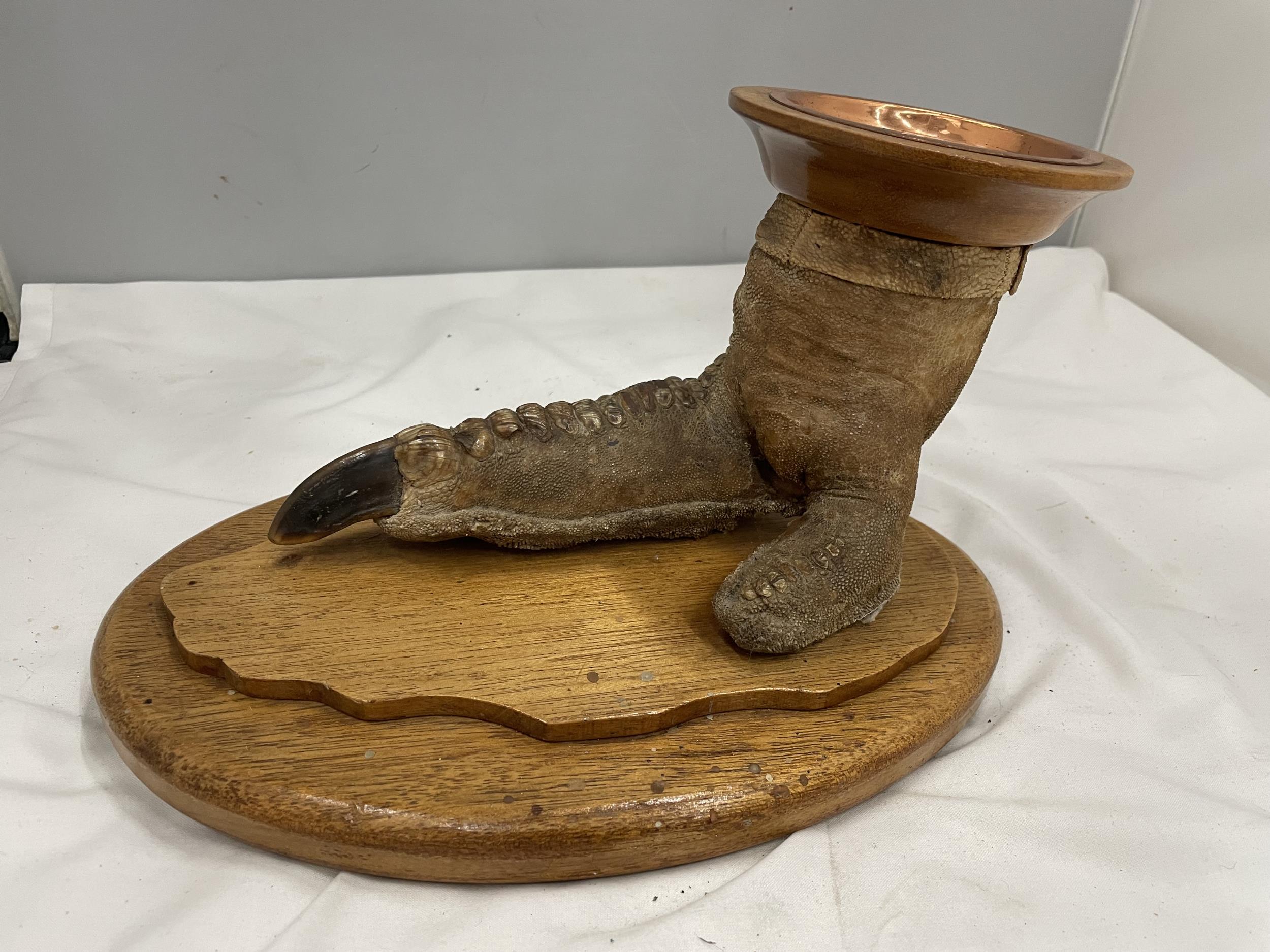 A TAXIDERMY OSTRICH FOOT ON AN OAK BASE MOUNTED WITH AN OAK PLINTH WITH BAIZE BASE AND A COPPER TRAY - Image 3 of 4