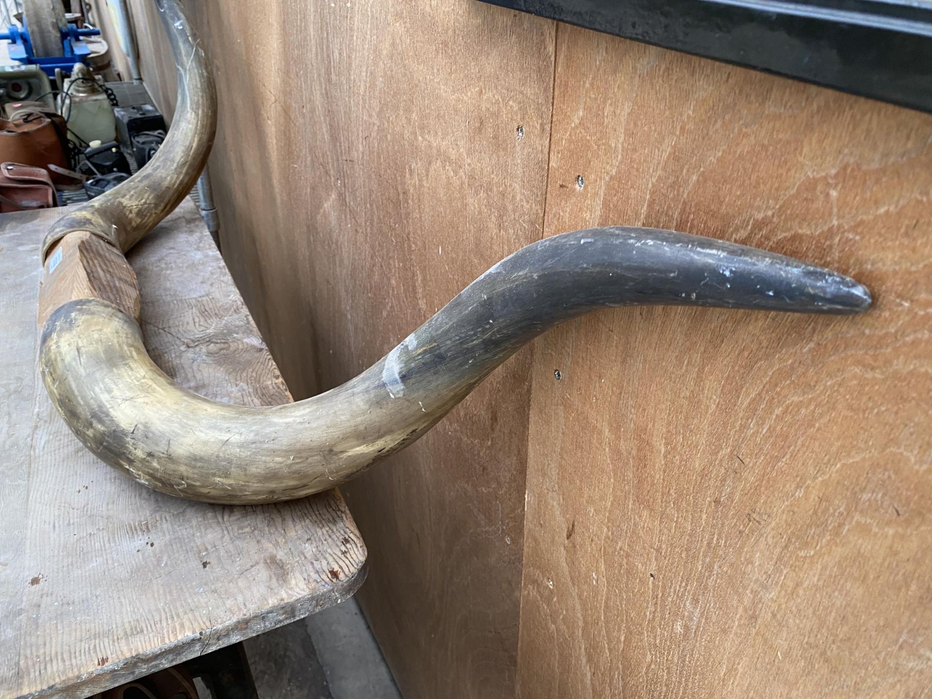 A LARGE PAIR OF DECORATIVE CATTLE HORNS - Image 3 of 5