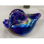 AN IRIDESCENT GLASS PAPER WEIGHT IN THE FORM OF A BIRD