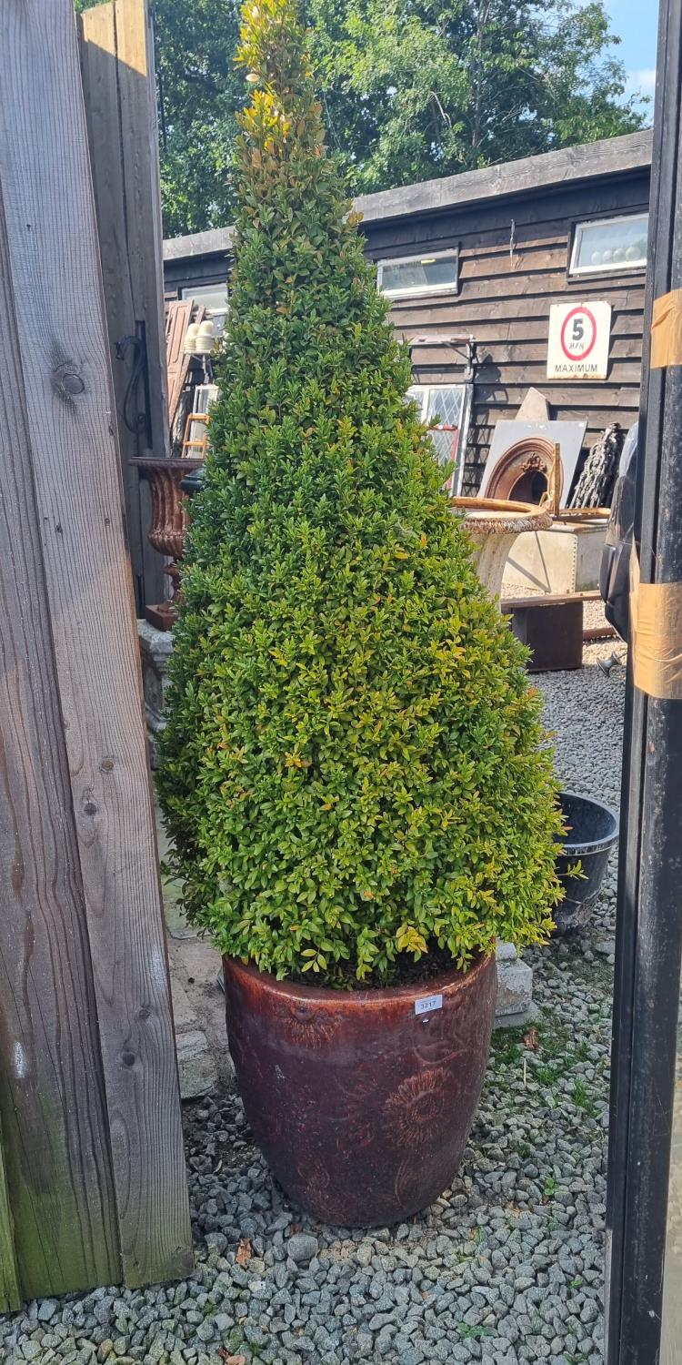 POTTED BAY TREE APPROX 170CM HIGH