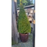 POTTED BAY TREE APPROX 170CM HIGH