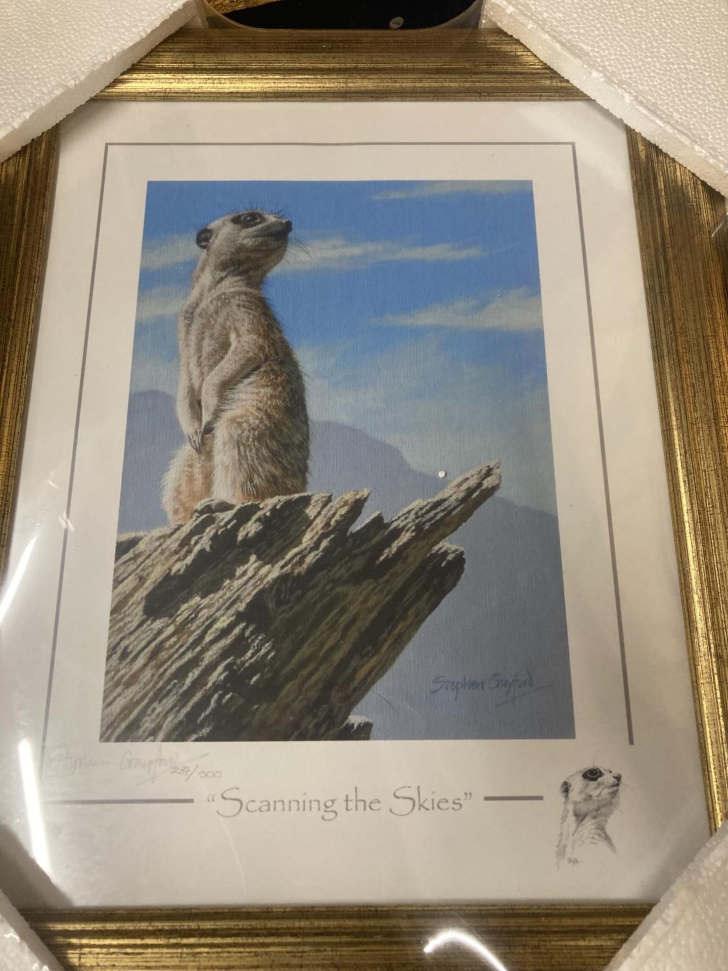 A FRAMED LIMITED EDITION PRINT OF A MEERKAT - 'SCANNING THE SKIES', 287/300 SIGNED STEPHEN GAYFORD