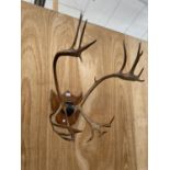 A PAIR OF THREE BRANCH ANTLERS WITH WOODEN WALL MOUNTING PLINTH
