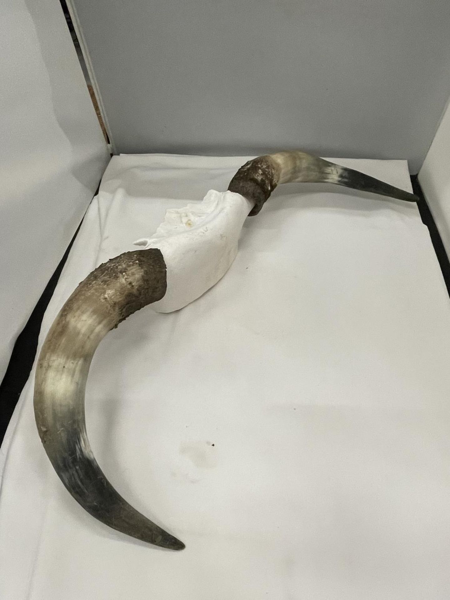 A PAIR OF CATTLE HORNS - Image 2 of 4