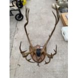 A PAIR OF DEER ANTLERS ON A WOODEN WALL MOUNTING PLINTH