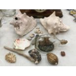 TWO LARGE CONCH/CONE SHELLS, A QUANTITY OF SMALLER SHELLS, A SHIP IN A BOTTLE, ETC