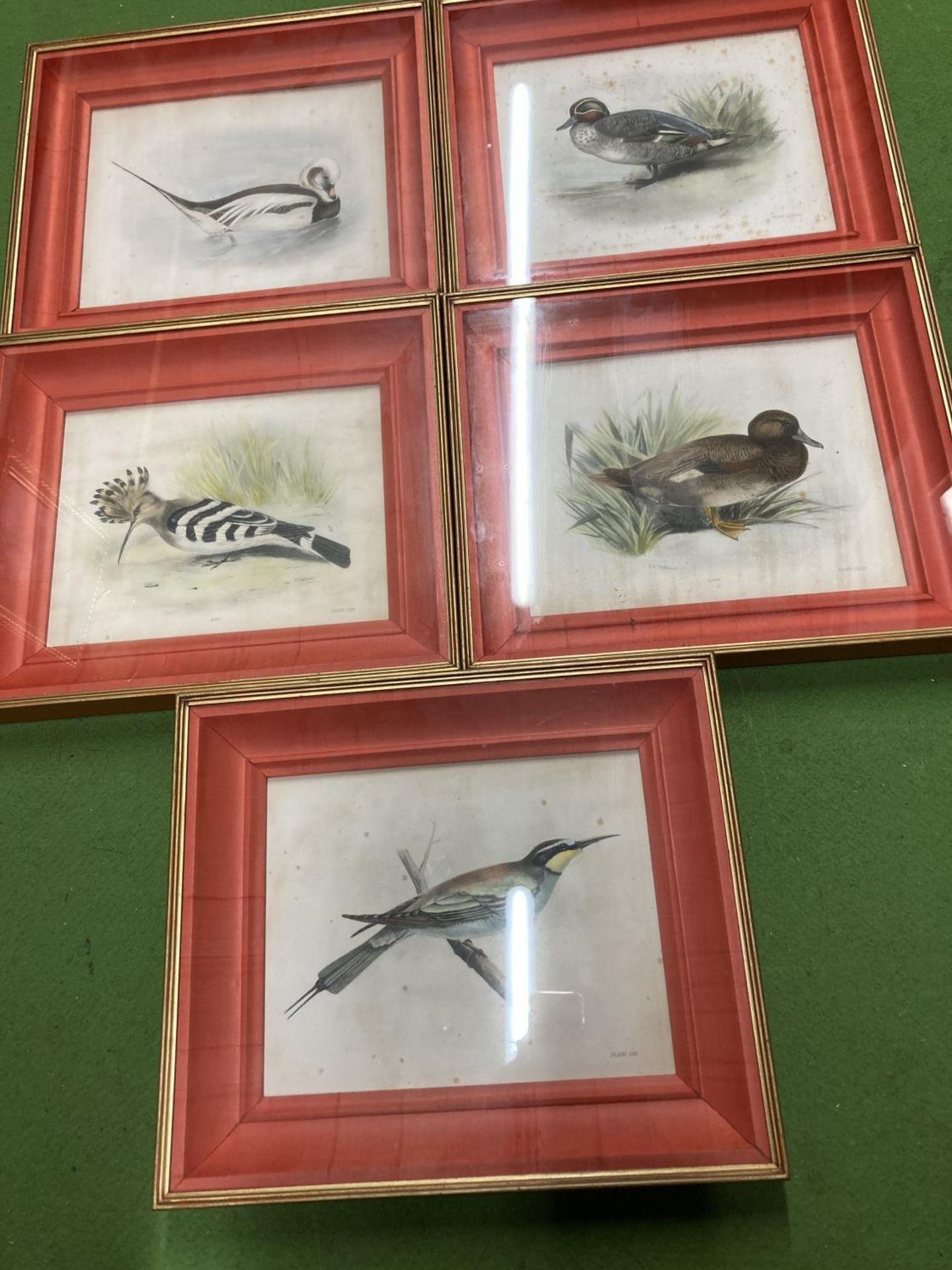 FIVE FRAMED PRINTS OF DUCKS AND BIRDS TO INCLUDE TEAL, LONG TAILED DUCK, ETC 39.5CM X 33.5CM BY L