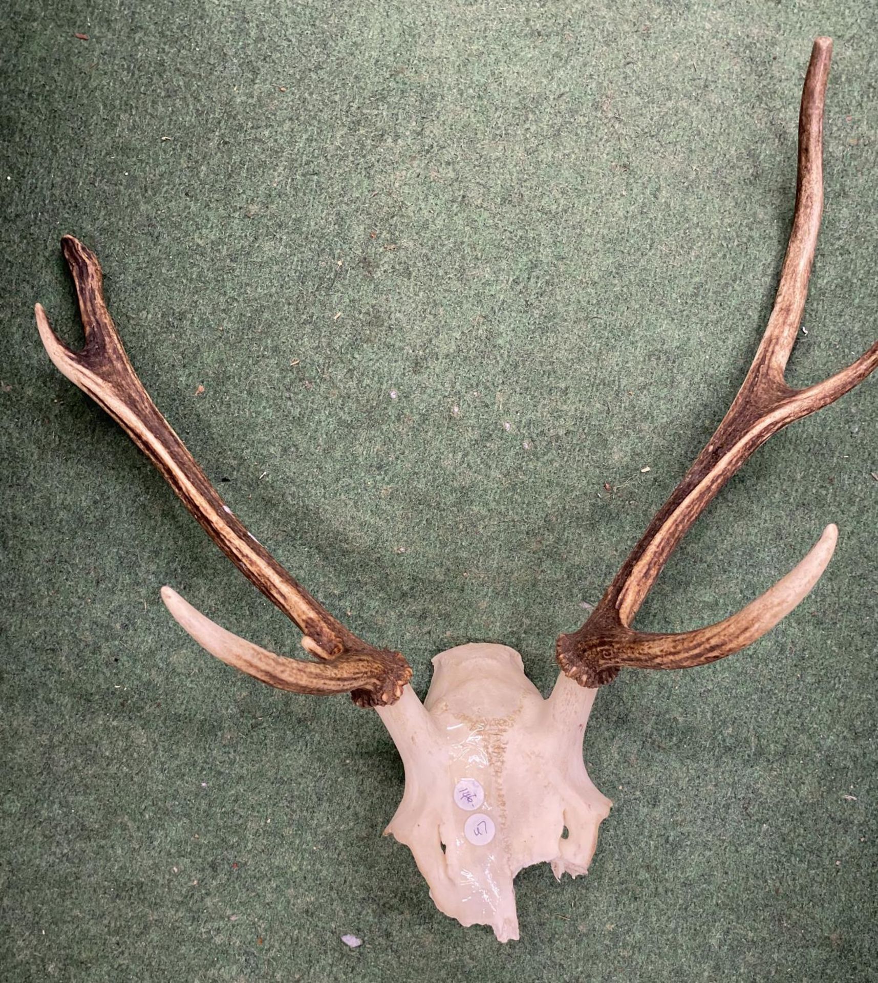 A SET OF VINTAGE TAXIDERMY HORNS