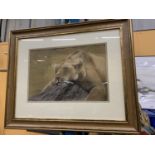 A ROGER BAILEY ORIGINAL SIGNED PASTEL OF A LIONESS IN THE MIDDAY SUN ON A TREE TRUNK TITLED 'LAZY